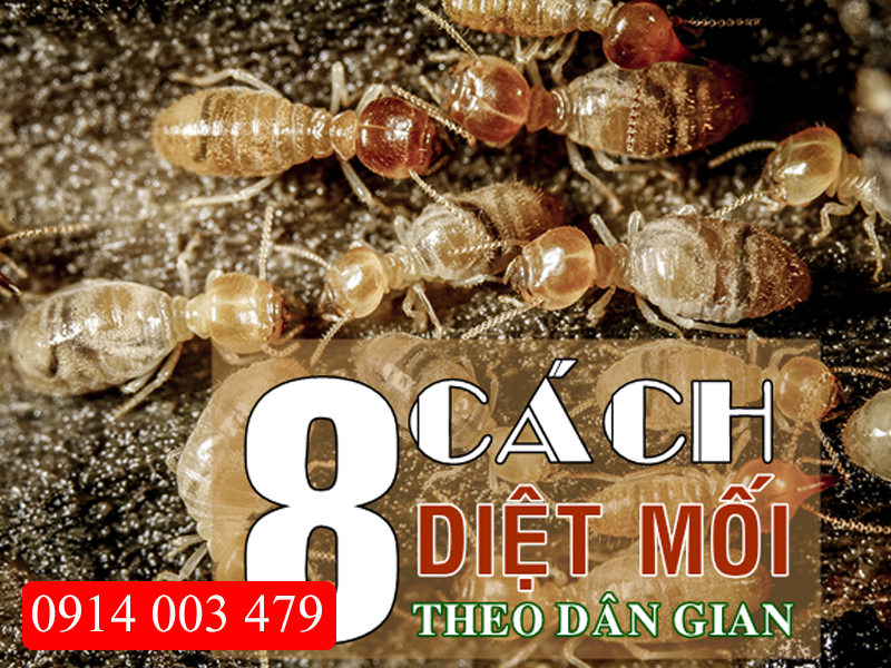 Phương pháp diệt mối hiệu quả tại Đà Nẵng